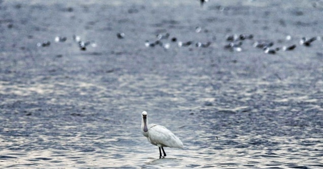 İzmit Körfezi'nde “kaşıkçı“ kuşu görüntülendi