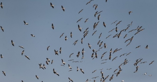 Ak pelikanların gökyüzündeki dansı havadan görüntülendi