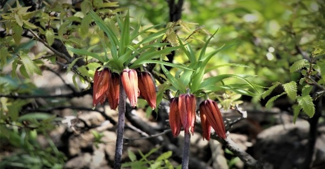 Bingöl'de açan ters lalelerin şöleni sona ermeye başladı