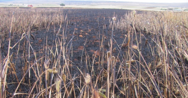 52 dönüm ekili tarla kül oldu