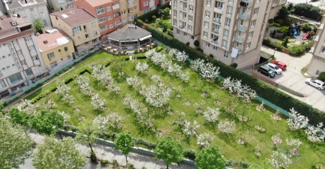 Kiraz bahçesi beyaz gelinliğini giydi