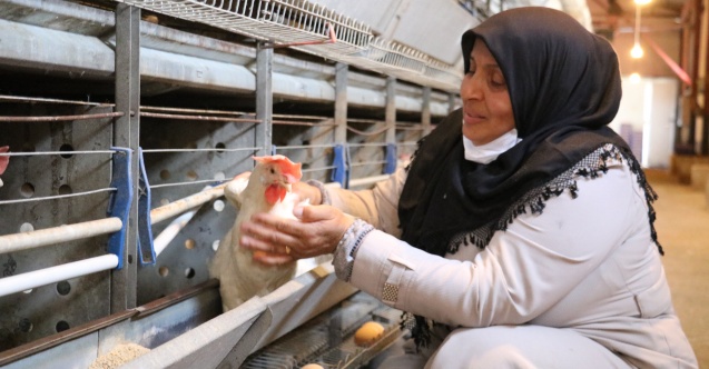 Bakan Pakdemir tavukları telef olan girişimciye yardım eli uzattı!