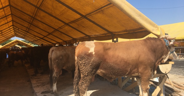 Kurban bayramı yaklaşırken kurbanlıklar da pazarlarda yerini aldı!