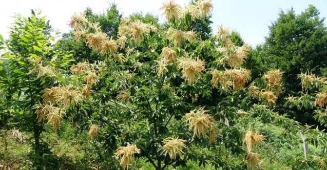 Antioksidan değeri çok yüksek olan kestane çiçeğinden çay yapılıyor