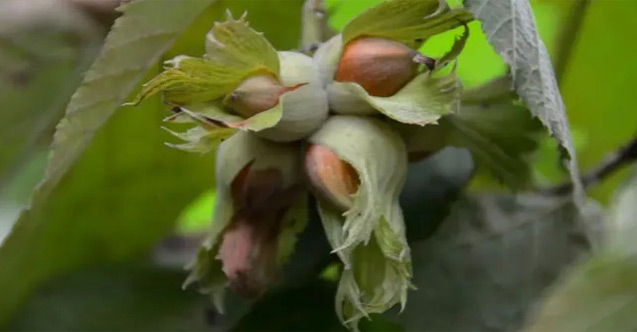 Fındıkta rekolte oyunu