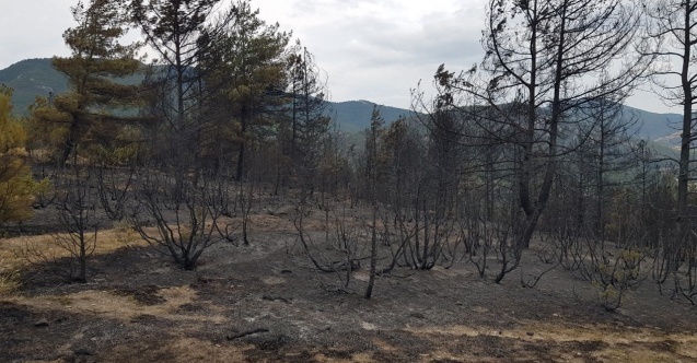 Alevlerin yaktığı ormanda simsiyah görüntüler oluştu