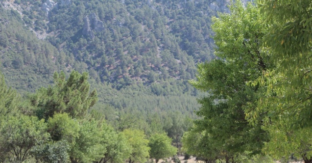 Badem ağaçlarının koruduğu ormanda 30 yıldır yangın çıkmadı