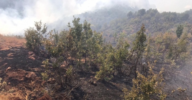Siirt’teki orman yangını kontrol altına alındı