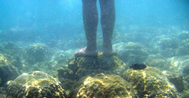 Tayland’dan mercanlara zarar veren kimyasal içerikli güneş kremlerine yasak