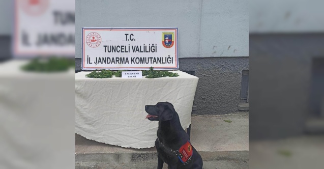 Tunceli’de uyuşturucu operasyonu: 1 gözaltı