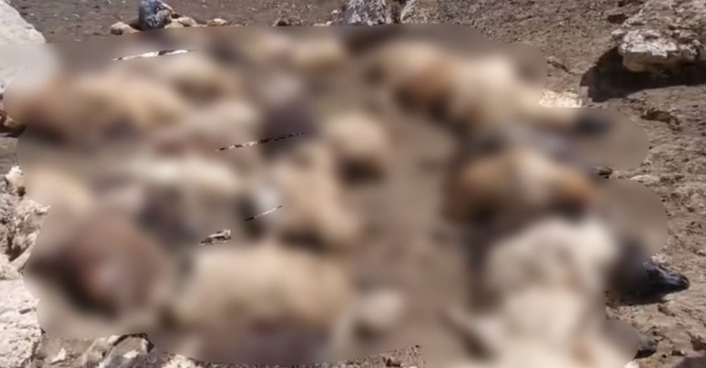 Sürüye kurtlar saldırdı, 74 koyun telef oldu