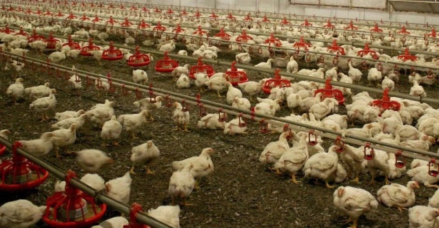 Bakanlık açıkladı: Kuş gribi tespit edildi