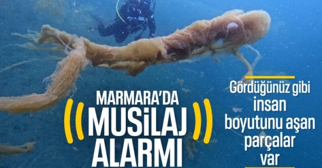 Kocaeli Gölcük'te müsilaj alarmı: İnsan boyutuna ulaştı