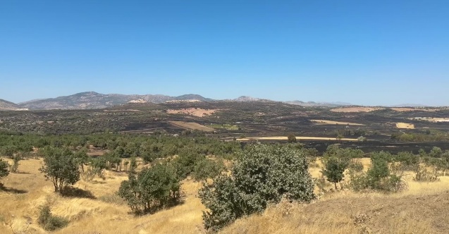 Diyarbakır’daki orman yangınında 230 hektar zarar gördü