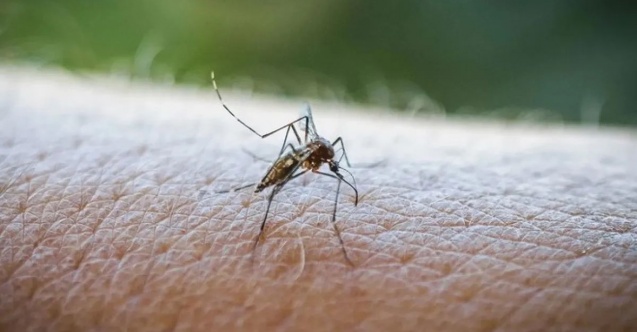 DSÖ'nün uyardığı Chikungunya virüsü tehlikeli değil
