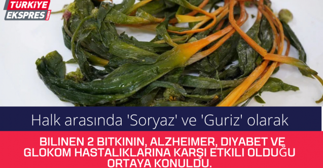 Halk arasında 'Soryaz' ve 'Guriz' olarak bilinen 2 bitkinin, Alzheimer, diyabet ve glokom hastalıklarına karşı etkili olduğu ortaya konuldu.