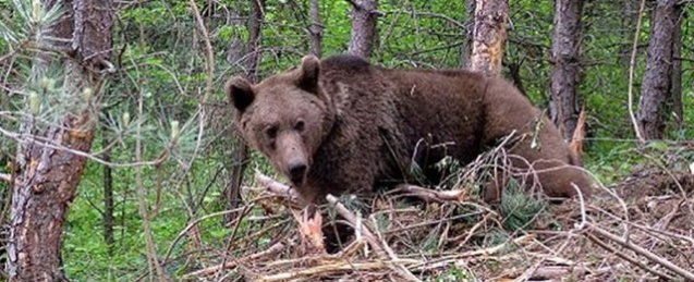 Ayı saldırısı: 11 öğrenci ve öğretmen yaralandı