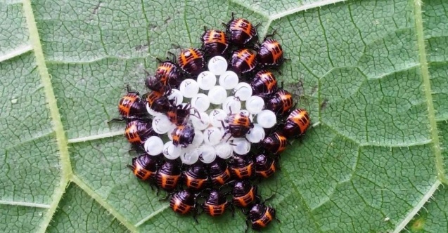 Türkiye genelinde İstilacı böcek alarmı: Karadeniz’den tüm ülkeye yayılıyor