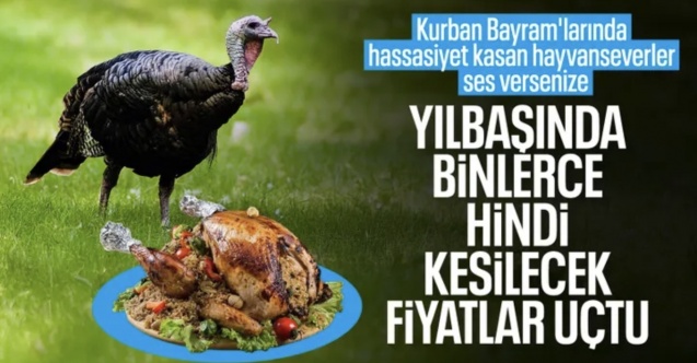 Yılbaşı hindileri satışa çıktı: Kilosu 800 liradan başlıyor