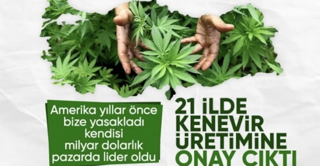 Resmi Gazete'de yayınlandı: 21 ilde kenevir üretimi yapılabilecek