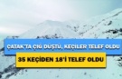 Çatak'ta çığ düştü, 18 keçi telef oldu