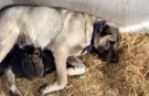 Kangal köpeği fırtınada doğum yaptı, sahibinin yaptığı ise yürekleri ısıttı