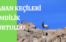 Yaban keçileri şimdilik kurtuldu