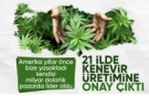 Resmi Gazete'de yayınlandı: 21 ilde kenevir üretimi yapılabilecek