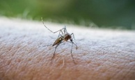 DSÖ'nün uyardığı Chikungunya virüsü tehlikeli değil