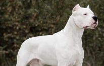 Danıştay'dan 'Dogo Argentino' kararı