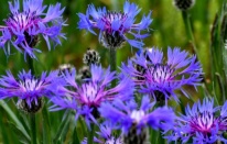 Sarıkamış'tan kartpostallık görüntüler