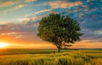 Düşlerin Bilgeliği