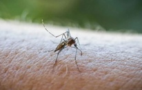 DSÖ'nün uyardığı Chikungunya virüsü tehlikeli değil