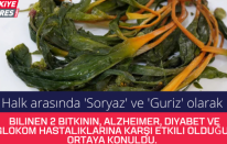 Halk arasında 'Soryaz' ve 'Guriz' olarak bilinen 2 bitkinin, Alzheimer, diyabet ve glokom hastalıklarına karşı etkili olduğu ortaya konuldu.