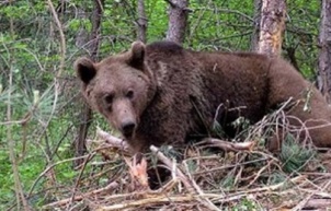 Ayı saldırısı: 11 öğrenci ve öğretmen yaralandı