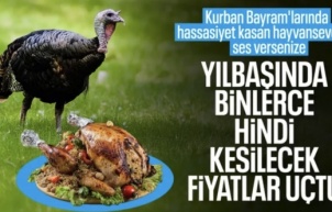 Yılbaşı hindileri satışa çıktı: Kilosu 800 liradan başlıyor