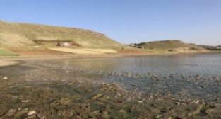MARDİN - Toplu balık ölümleri görüldü