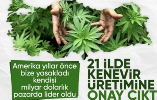 Resmi Gazete'de yayınlandı: 21 ilde kenevir üretimi yapılabilecek