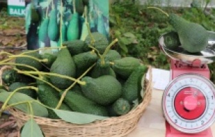 Avokado seraya girdi