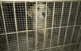 Boynuna ip dolayıp surlarda ölüme terk ettiler!