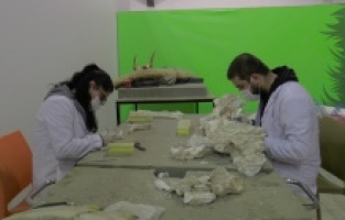 Dünyada tek örnek olan 7,5 milyon yıllık fosil Türkiye’nin ilk Paleantoloji Müzesinde sergilenmek için hazırlanıyor