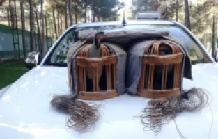 Şanlıurfa’da kaçak keklik avlayan şahıs suçüstü yakalandı