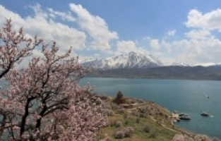 Akdamar Adası çiçek açan badem ağaçlarıyla farklı bir güzelliğe büründü