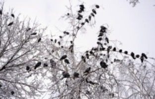 Ardahan kar yağışıyla nisanda beyaza büründü