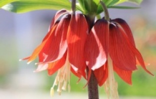 Baharın müjdecisi 'ağlayan gelin' tescillenerek süs bitkileri sektörüne kazandırılıyor