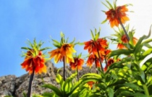 Bu çiçeği koparana 60 bin lira ceza