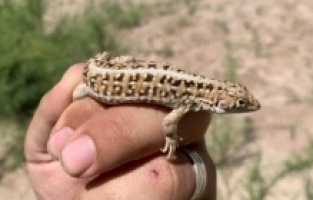 Bu türü ilk kez Malatya'da gördüler !..