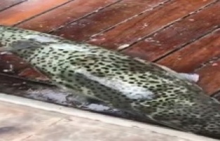 Dev balon balıkları oltaya takıldı