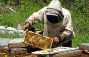 Doğuya giden arıcılar kuraklıktan olumsuz etkilendi