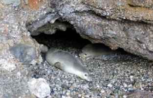 Gökova Körfezi'ndeki bir mağarada 5 Akdeniz foku görüldü